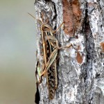 American bird grasshopper (Schistocerca americana)