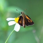 Baracoa skipper (Polites baracoa)