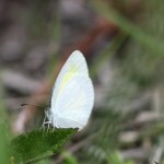 Barred yellow (Eurema daira)