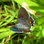 Bartram's scrub hairstreak (Strymon acis bartrami)