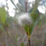 Black-waved flannel moth caterpillar (Lagoa crispata)