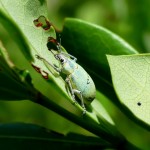 Blue-green citrus root weevil (Pachnaeus litus)
