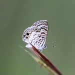 Cassius blue (Leptotes cassius)