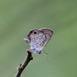 Ceraunus blue (Hemiargus ceraunus)