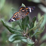 Common buckeye (Junonia coenia)