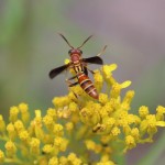 Common paper wasp (Polistes exclamans)