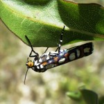 Curve-lined cydosia moth (Cydosia nobilitella)
