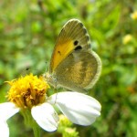 Dainty sulfur (Nathalis iole)