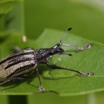 Daprepes root weevil (Diaprepes abbreviatus)