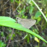 Eufala skipper (Lerodea eufala)