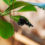 Faithful beauty moth (Composia fidelissima)