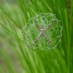 Florida argiope female (Argiope florida)