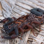 Florida bark scorpion with young (Centruroides gracilis)