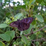 Florida duskywing female (Ephyriades brunneus)