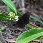 Florida duskywing male (Ephyriades brunneus)