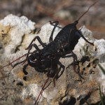 Giant vinegaroon (Mastigoproctus giganteus)