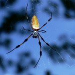 Golden silk orbweaver female (Nephila clavipes)