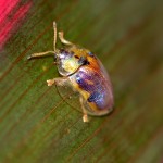 Golden tortoise beetle (Charidotella sexpunctata)