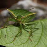 Green stink bug (Chinavia hilaris)