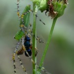 Green lynx spider (Peucetia viridans)