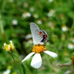 Grey hairstreak (Strymon melinus)