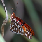 Gulf fritilary (Agraulis vanillae)