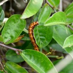 Gulf fritillary larvae (Agraulis vanillae)