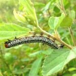 Hieroglyphic moth caterpillar (Diphthera festiva)