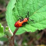 Large milkweed bug nymph (Oncopeltus fasciatus)