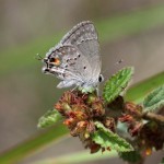 Mallow-scrub hairstreak (Strymon istapa modesta)