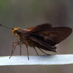 Monk skipper (Asbolis capucinus)