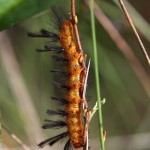Oleander moth caterpillar (Syntomeida epilais)