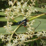 Oleander moth (Syntomeida epilais)