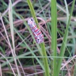 Ornate bella moth (Utetheisa ornatrix)