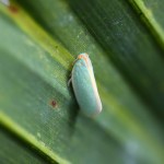 Palm flatid planthopper (Ormenaria rufifascia)