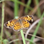 Pearl crescent (Phyciodes tharos)