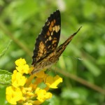 Phaon crescent (Phyciodes phaon)