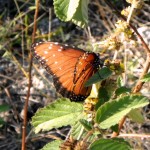 Queen butterfly (Danaus gilippus)