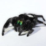 Regal jumping spider male (Phidippus regius)