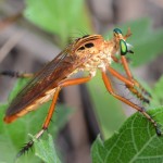 Robber fly (Diogmites esurians)