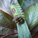 Saddleback moth caterpillar (Acharia stimulea)