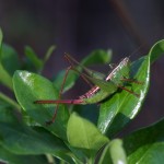 Short-winged meadow katydid (Conocephalus brevipennis)