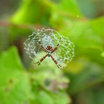 Silver argiope female (Argiope argentata)