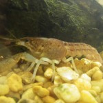 Slough crayfish (Procambarus fallax)