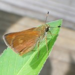 Southern broken-dash (Wallengrenia otho)