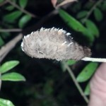 Southern flannel moth larvae (Megalopyge opercularis)