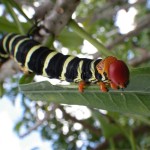Tetrio sphinx moth caterpillar (Pseudosphinx tetrio)
