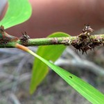 Thorn treehopper with nymphs (Umbonia crassicornis)