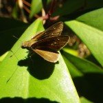 Three-spotted skipper (Cymaenes tripunctus)