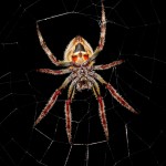 Tropical orb weaver (Eriophora ravilla)